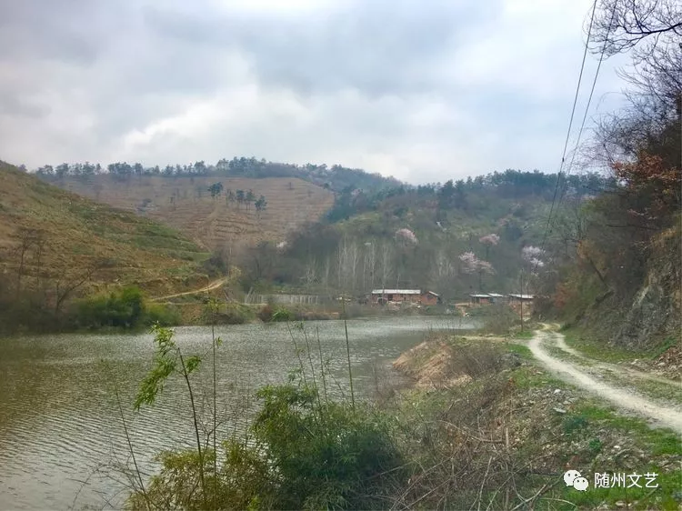 随县柳林镇十九山樱桃沟:樱花之恋