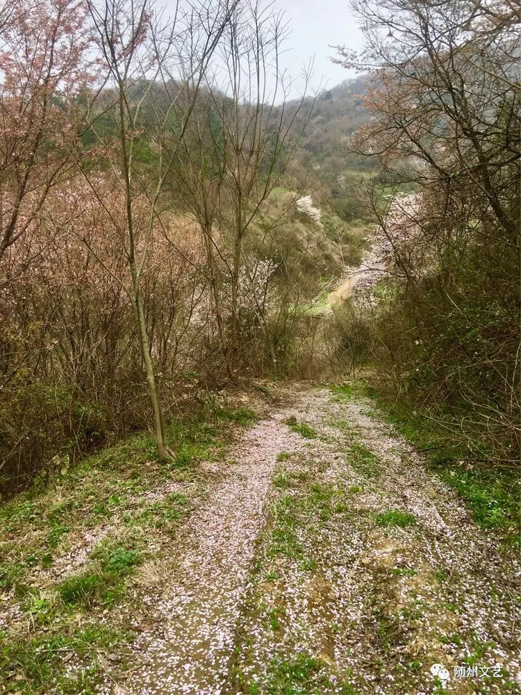 随县柳林镇十九山樱桃沟:樱花之恋