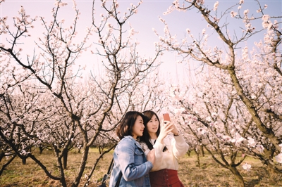 游人在陕西蓝田杏花谷赏花(3月15日摄).