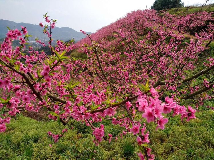 约吗?一起赏桃花去!