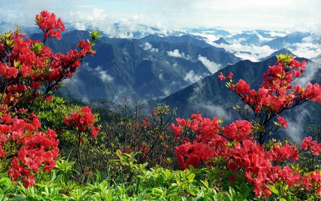 宣城见杜鹃花