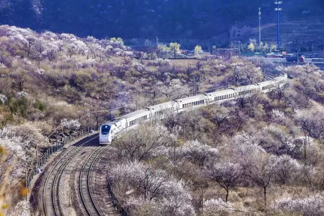 和地铁一样 也有许多人称它为 "开往春天的地