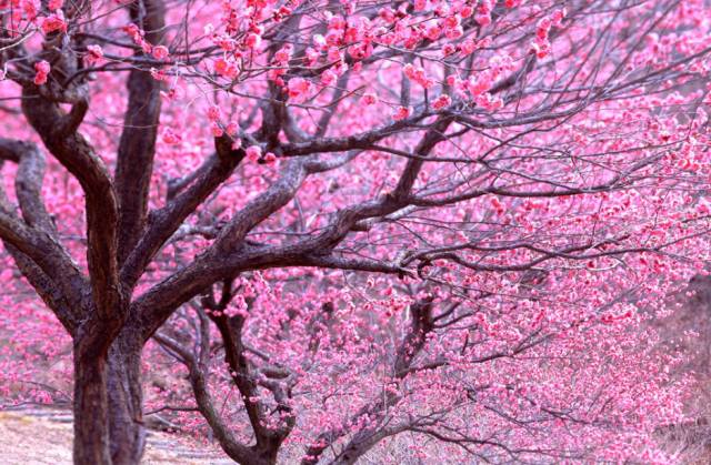 临汾汾河公园,桃花盛开,姹紫嫣红 ,落英缤纷,犹如世外桃源.
