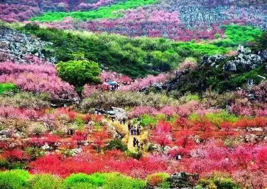 桃花盛开,粉浪翻江,漫山遍野,灼灼其华,落英缤纷,宛若仙境.