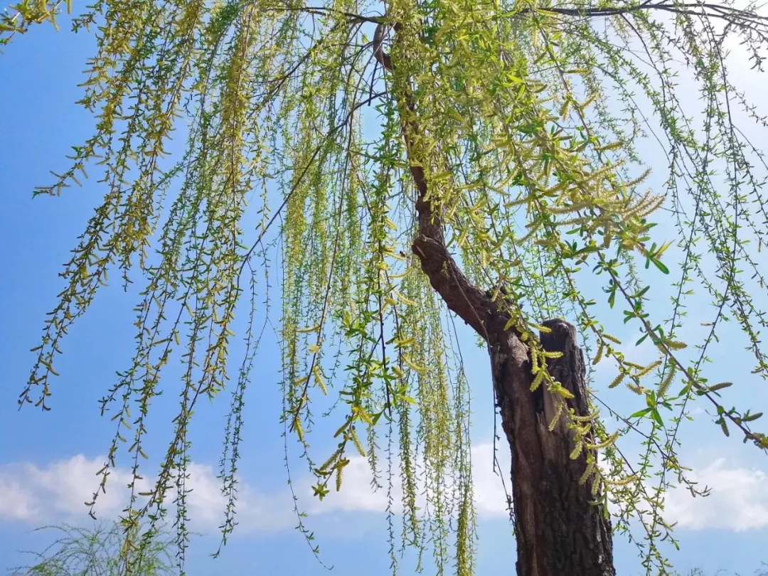 最是一年春好处,杨柳枝儿绕河滩!