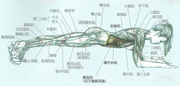 参与平板支撑的肌肉