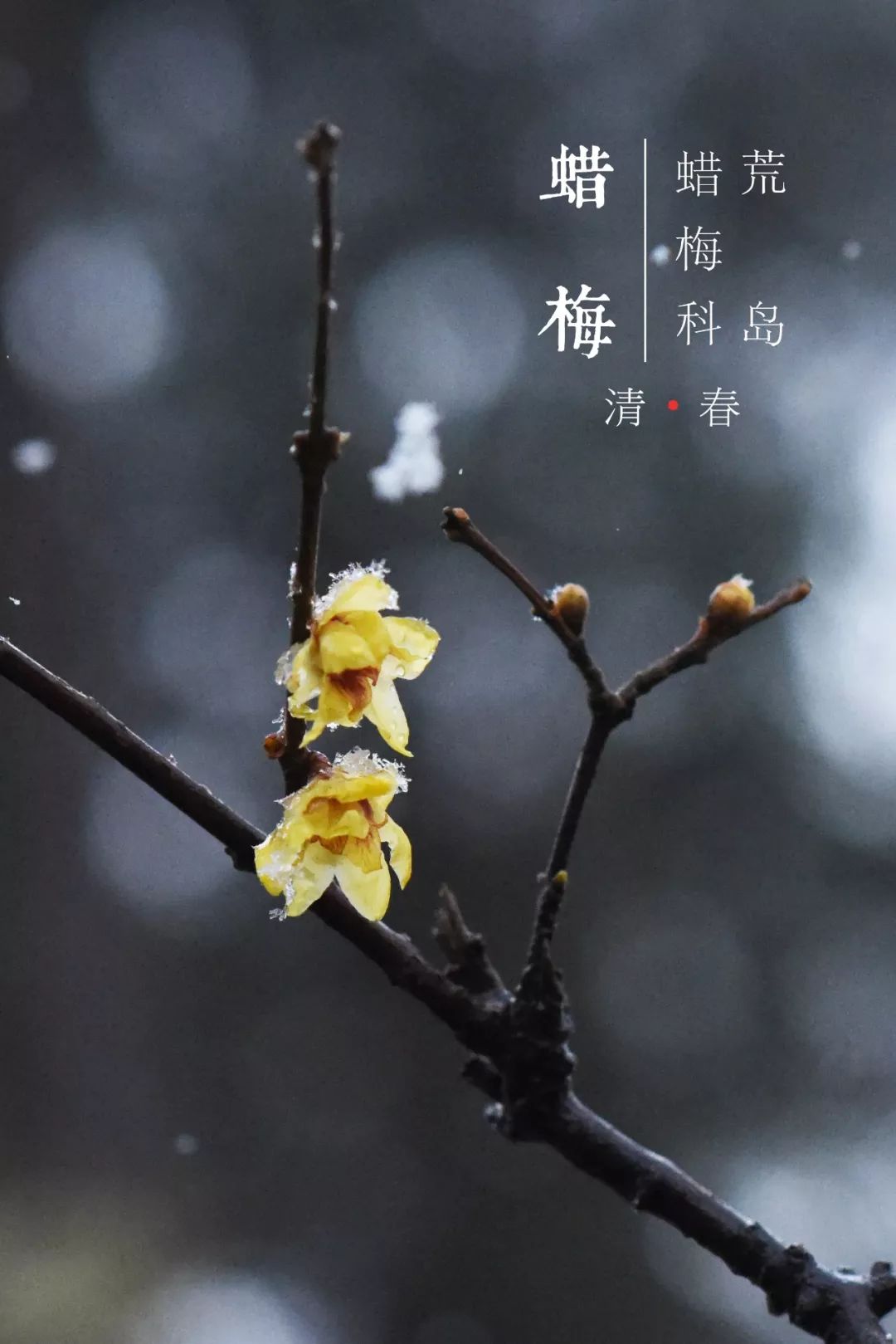 花事播报 | 辑一 带雪冲寒折嫩黄