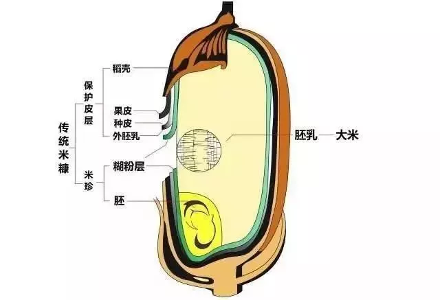 你可能不知道,如何吃米饭也是一门学问