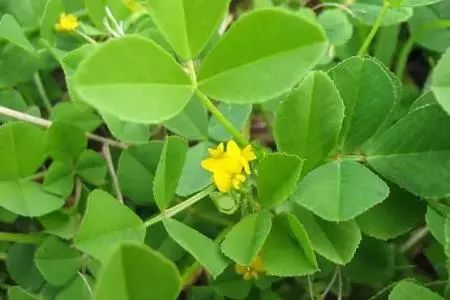 别名金花菜,又叫草头.