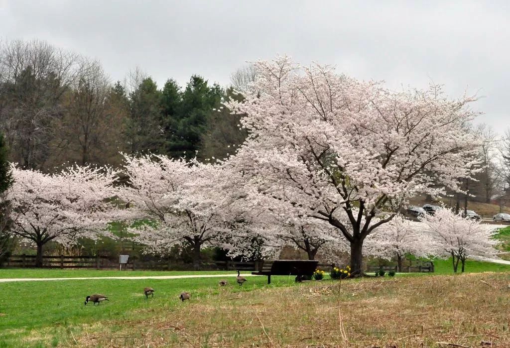 整个公园种植了两百棵樱树.