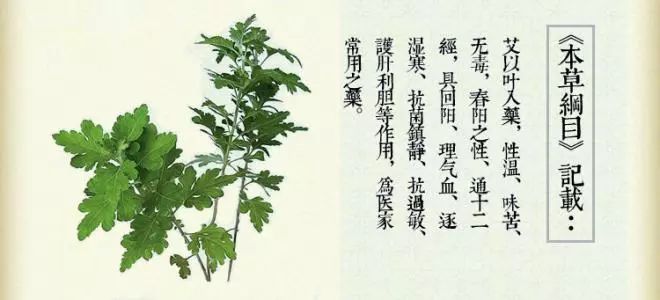 艾草其实是一种野草,有着旺盛的生命力,成片成片长满山绿田野.