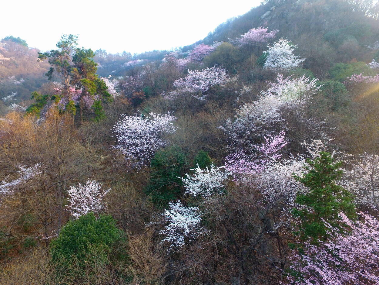 春暖花开,桐柏山等你来.