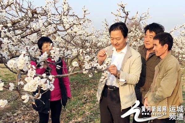 芮城县古魏镇董村杏树基地,专家钟学智在为果农传授花前复剪和人工