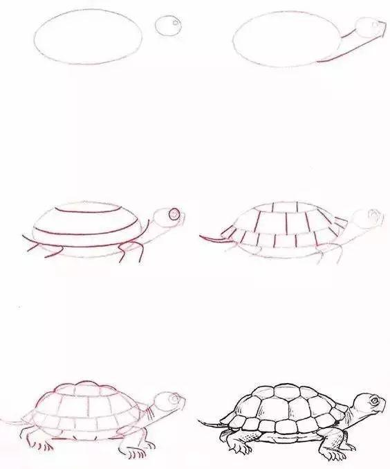 或者画一只小乌龟