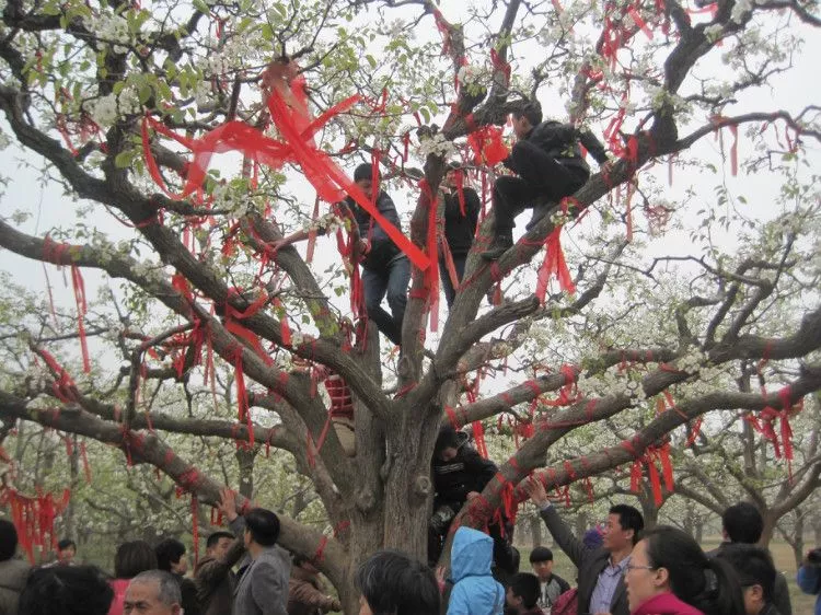 中国宁陵邀您共赏第十五届梨花佳节