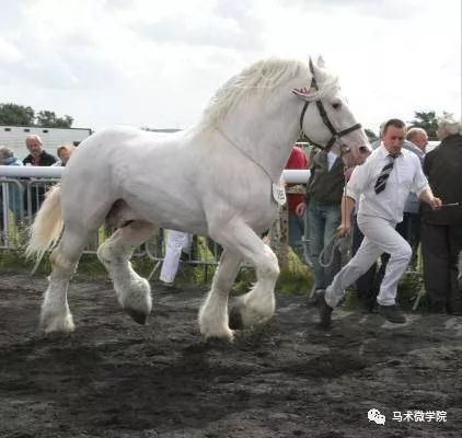 重型挽马知多少?盘点十种世界级"大家伙"