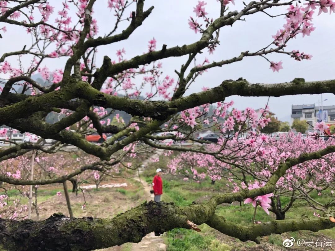 距离福州不远的穆阳乡虎头村万株桃花陆续开了!现场即将人人人人人人!