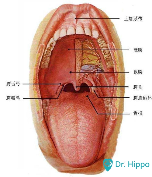 如何预防口腔癌