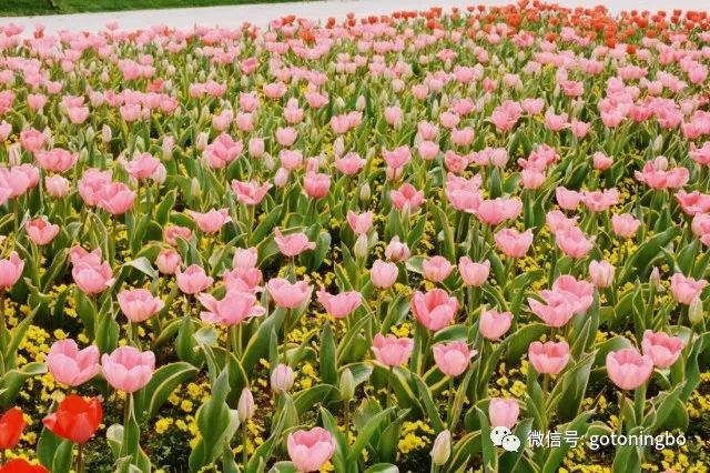 英文名为"garden tulip"或"didier"s tulip" 郁金香被广泛认为原产于