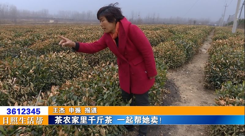 岚山茶农家里千斤茶滞销,大家一起帮她 找销路!