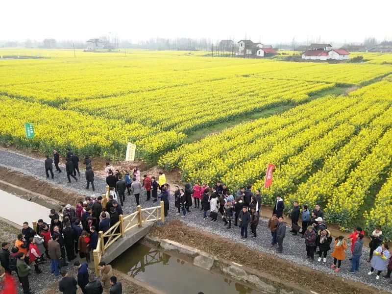 "安享田园 万亩花乡"湖南安乡万亩油菜花海今日盛大