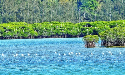 海南新盈红树林国家湿地公园一角.新华社发