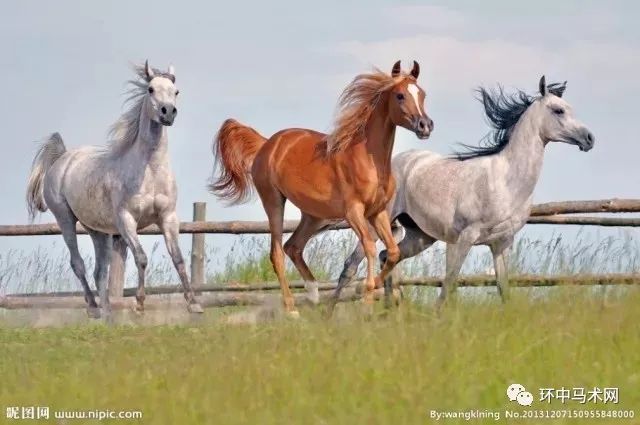 【百科】圈养和遛马——怎样更有益于马的健康