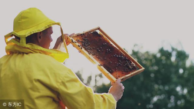 【原本卢氏】蜂蜜怎么吃?手把手教你,几种最正确的蜂蜜吃法!