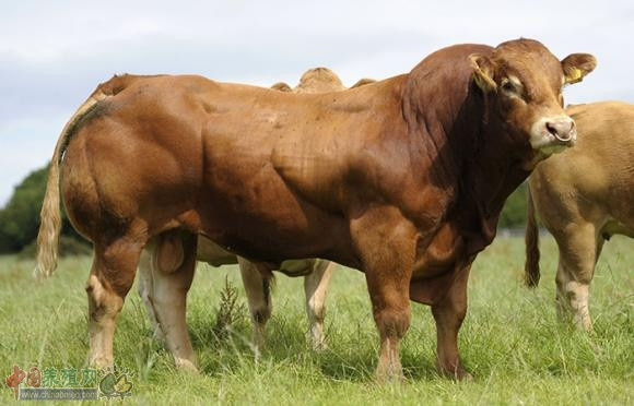 现如今肉牛价格多少呢?肉牛养殖行业前景又如
