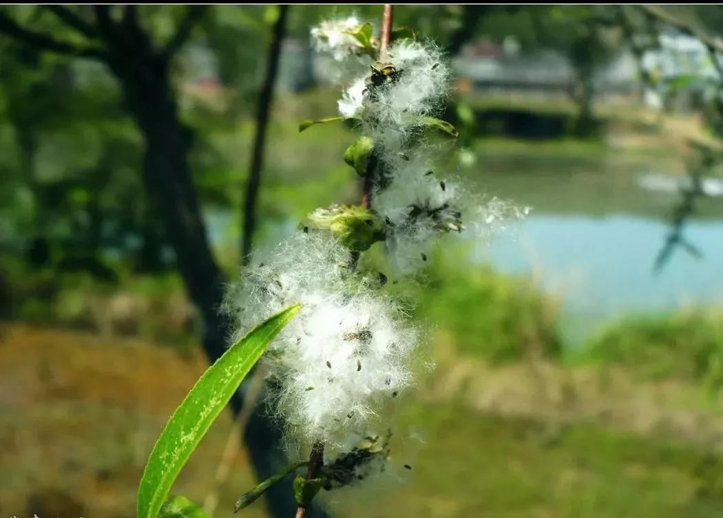 聚缘书香:诗词里的"杨花",千娇百态蕴思情