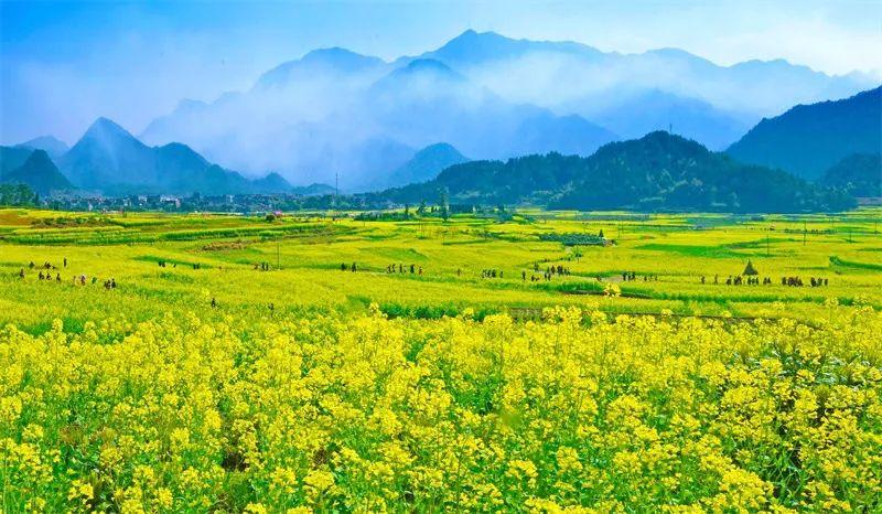 乡横岭村,上吕村(分会场 门票:免费 2018仙居·第十一届浙江油菜花节