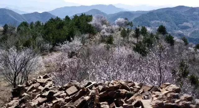 开花时间:3月底由于长城温度低黄崖关▼位于许家台镇田家峪村蓟平高速