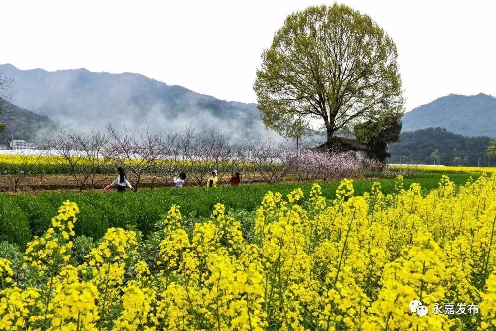 推荐地点:陡门梅岙,原野园林,永嘉书院,百丈瀑景区,南陈农业观光园等