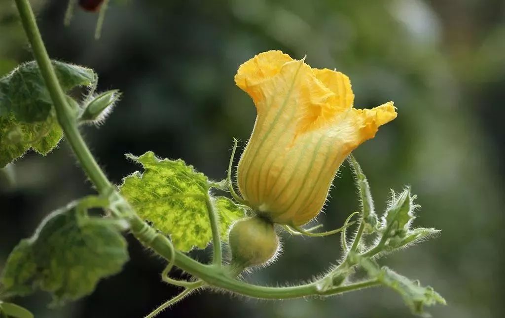 吃花是什么意思