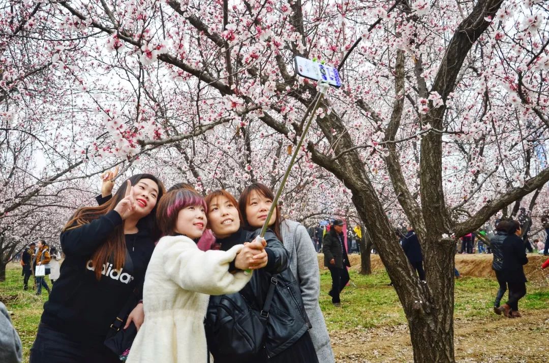 花期短暂,过期不候!除了蓝田华胥,大西安这里的杏花也美翻了