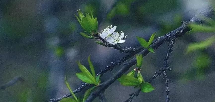 春天的雨,每一滴都落在心头