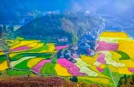 惠州周边 | 惊艳全城,1000亩"七彩"油菜花盛情绽放!