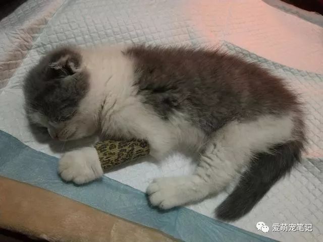 两个月的折耳蓝猫得了猫瘟,当主人听到医生说放弃治疗