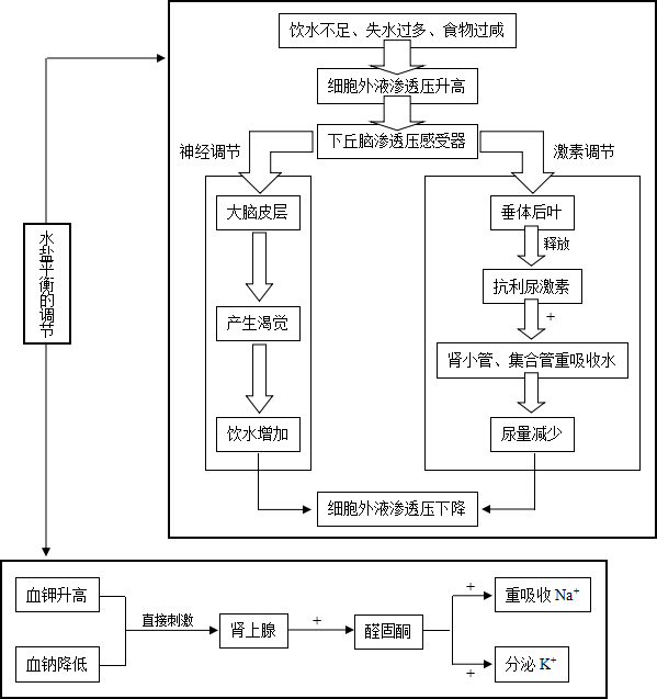 (包括植物调节,体液调节,神经调节,内环境与稳态,水盐调节,血糖调谮