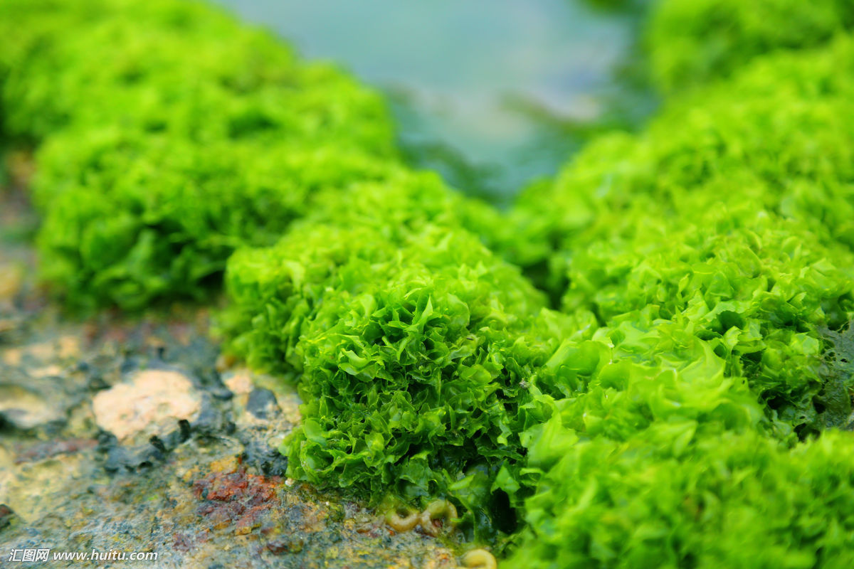 Sargassum seaweed floating underwater in sea Stock Photo by ©czuber ...