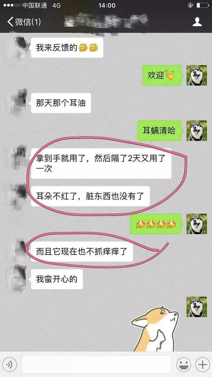 家中害羞的小猫咪在多次拒绝德牧亲亲后,终于鼓起勇气