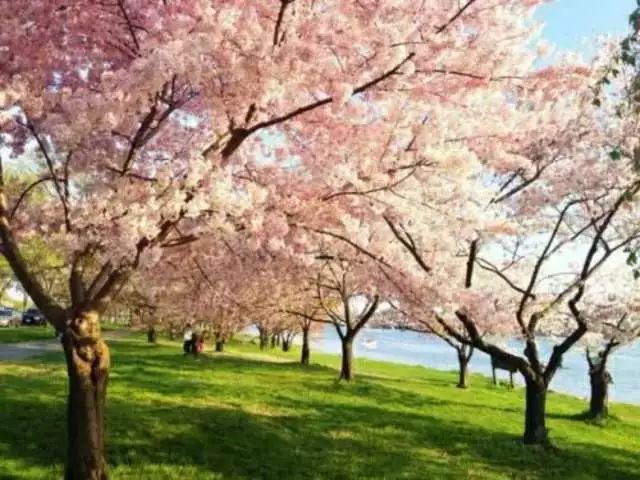 保定 狼牙山樱花园