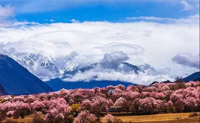 西藏的春天在林芝,四川的春天在金川