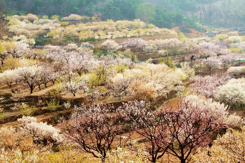 樱桃谷里的樱桃花海