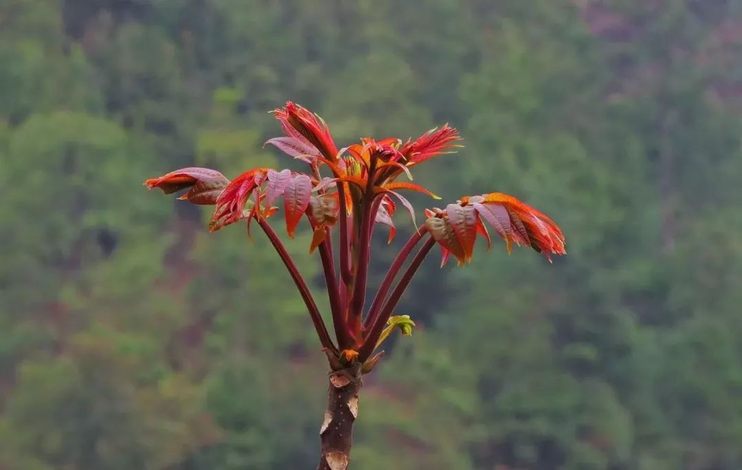 此外,民间还有"春则食香,夏则食臭"的讲究 多吃些香椿,香葱,香菜