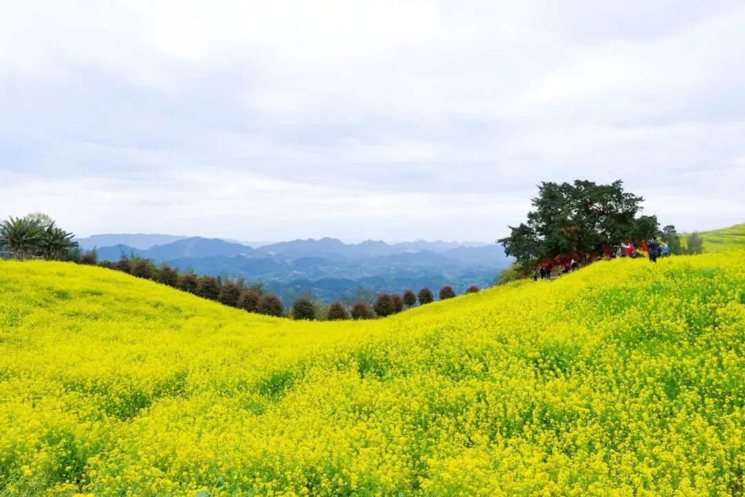 金黄的油菜花海里迎着风沐浴春日暖阳比赛全程25公里,平均坡度达到10