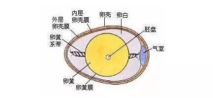 竖蛋法任何时间,任何人都可竖起来第一步,准备一个新鲜的鸡蛋第二步