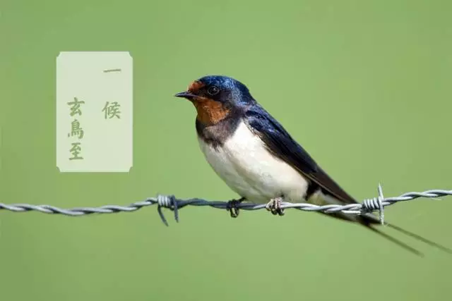 今日春分:春风十里 不如有你(老相食)