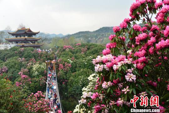 贵州百里杜鹃花期将至 港澳台游客可享免门票优惠