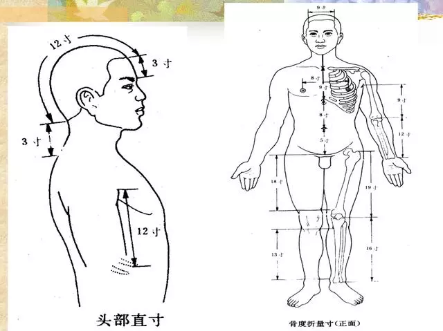 表骨节为主要标志折量全身各部的长度和宽度,定出分寸用于腧穴定位的